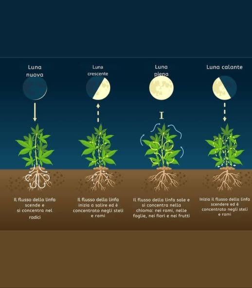 Cicli Lunari e la Loro Influenza sulla Crescita delle Piante 
 Lo Sapevi? I cicli della luna influenzano lo sviluppo delle piante! La saggezza popolare e lagricoltura tradizionale ci insegnano che le fasi lunari incidono sulla distribuzione della linfa nelle piante, aiutandoci a ottimizzare la semina e il trapianto.  
 Luna Piena: La linfa si concentra nella parte superiore della pianta. Questo è il momento ideale per i trapianti e per favorire lo sviluppo delle radici.  
 Luna Calante: La linfa comincia a scendere, rendendo questa fase perfetta per seminare colture da radice, come le carote 凌.  
 Luna Nuova: La linfa si concentra nelle radici, favorendo una crescita equilibrata tra fogliame e radici. Ideale per il benessere generale della pianta.  
 Luna Crescente: La linfa inizia a salire, un periodo perfetto per seminare colture da stelo e foglia, come i peperoncini .