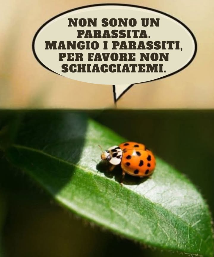 La famiglia Coccinellidae è una famiglia diffusa di piccoli coleotteri. Sono comunemente noti come coccinelle in Nord America e come ladybird nel Regno Unito; gli entomologi utilizzano il nome ladybird beetles o lady beetles per evitare confusione con i veri insetti.