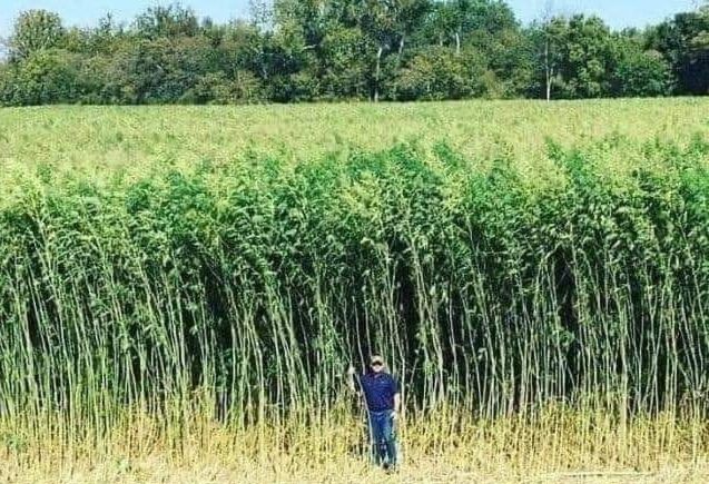 Un ettaro di canapa produce un 25% in più di ossigeno rispetto a un ettaro di bosco e fornisce circa il doppio della cellulosa. Un ettaro di canapa cresce in 6 mesi, mentre un bosco cresce per decenni prima di essere raccolto. Fabbricando carta a partire dalla canapa, potremmo salvare milioni di ettari di bosco ogni anno. La canapa può essere utilizzata nella produzione tessile, nelledilizia e persino come biocombustibile.
