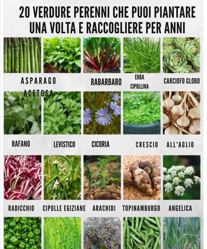 20 ortaggi perenni che puoi piantare una volta e raccogliere per anni
Coltiva in modo più intelligente, non più duro. Questi ortaggi resistenti tornano stagione dopo stagione, risparmiando tempo, denaro e fatica:
 Asparagi, acetosa, rabarbaro, erba cipollina, carciofo
 Rafano, levistico, cicoria, crescione, aglio
 Radicchio, cipolle egiziane, nocciolo di terra, carciofo di Gerusalemme, angelica
 Peperone, felce struzzo, cavolo marino, fagioli, porri selvatici

 Suggerimento: Pacciama bene e lascia le radici indisturbate per mantenerle in salute per decenni.