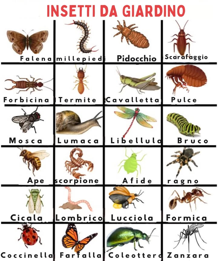 Lorto o giardino è un ecosistema ricco e diverso che ospita una vasta gamma di organismi, come insetti, aracnidi e anellidi. Questi esseri viventi svolgono funzioni cruciali nellecosistema, tra cui la pollinazione, la decomposizione della materia organica e il controllo delle popolazioni di parassiti.  
 Diversità di Insetti nellOrto o Giardino   
– Api e farfalle, essenziali per la pollinazione delle piante.  
– Coleotteri e blatte, che si nutrono di materia organica in decomposizione.  
– Formiche e vespe, predatori di parassiti e altri insetti.  
– Mosche e zanzare.  
Lorto o giardino ospita anche vari aracnidi, tra cui:  
– Ragni, che cacciano insetti e altri aracnidi.  
– Acari, che si nutrono della linfa delle piante e possono danneggiarle.  
– Scorpioni, predatori che controllano le popolazioni di insetti e aracnidi.  
 Diversità di Anellidi nellOrto o Giardino   
– Vermi della terra, che consumano materia organica in decomposizione e migliorano la struttura del suolo.