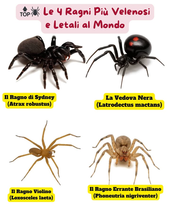 Le 4 Ragni Più Velenosi del Mondo

Sebbene la maggior parte non sia pericolosa, ci sono specie con veleni capaci di causare gravi danni e persino la morte. Conoscerle aiuta a prevenire incidenti. 

 1. Ragno di Sydney Atrax robustus  
 Mortale in meno di unora. Il suo veleno attacca rapidamente il sistema nervoso.

 2. Vedova Nera Latrodectus mactans  
 Il suo veleno è 15 volte più forte di quello di un crotalo. Provoca dolore intenso e spasmi.

 3. Ragno dei Rincón Loxosceles laeta  
 Il suo morso causa necrosi severa sulla pelle e può danneggiare organi vitali.

 4. Ragno Errante Brasiliano Phoneutria nigriventer  
 Molto aggressivo, con un veleno neurotossico devastante. Riconosciuto come il più velenoso.

Questi ragni controllano le infestazioni, ma il contatto umano può essere pericoloso. La migliore difesa è sempre linformazione e la prevenzione.