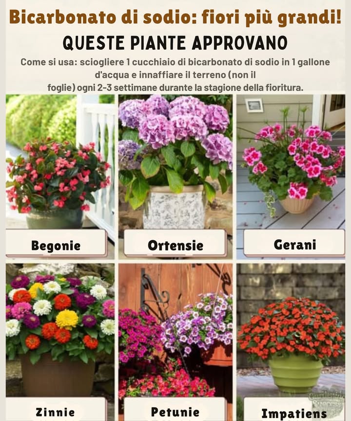 Bicarbonato di sodio = Più fiori!   
Alcune delle tue fioriture preferite prosperano in un terreno leggermente alcalino  e il bicarbonato di sodio può aiutarti!  
 Begonie  
 Ortensie soprattutto quelle rosa  
 Gerani  
 Zinnie  
 Petunie  
 Impatiens  
Una volta al mese, mescola 1 cucchiaio di bicarbonato di sodio in 2 litri dacqua e annaffia la base di queste piante. Questo delicato tonico alcalino incoraggia fiori più grandi e duraturi  per tutta la stagione!