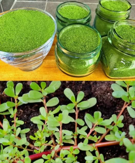 Scopri perché dovresti smettere di ignorare la Portulaca! 

Questa pianta umile, spesso strappata nei giardini, è un vero tesoro nutrizionale. Ecco 30 motivi per amarla:

 Ricca di Omega-3 vegetali
 Antinfiammatoria naturale
 Migliora la circolazione e regola il colesterolo
 Protegge il cervello e migliora la vista
 Rafforza il sistema immunitario 
 Aiuta la pelle e regola la glicemia 
 Favorisce la digestione e rinforza le ossa 
 Ottima per diete ipocaloriche e idratante 

Ecco 8 modi per utilizzarla in casa:

 Tisana depurativa
 Insalata fresca
 Frullato energetico
 Impasto per acne e irritazioni
 Saltata con aglio e olio doliva
 Pediluvio rinfrescante
 Cubetti ghiacciati per bevande o pelle 
 Polvere secca per zuppe e condimenti

La Portulaca è versatile e potente, merita un posto nella tua cucina e nel tuo giardino!  Consulta un professionista se hai problemi di salute prima di usarla.