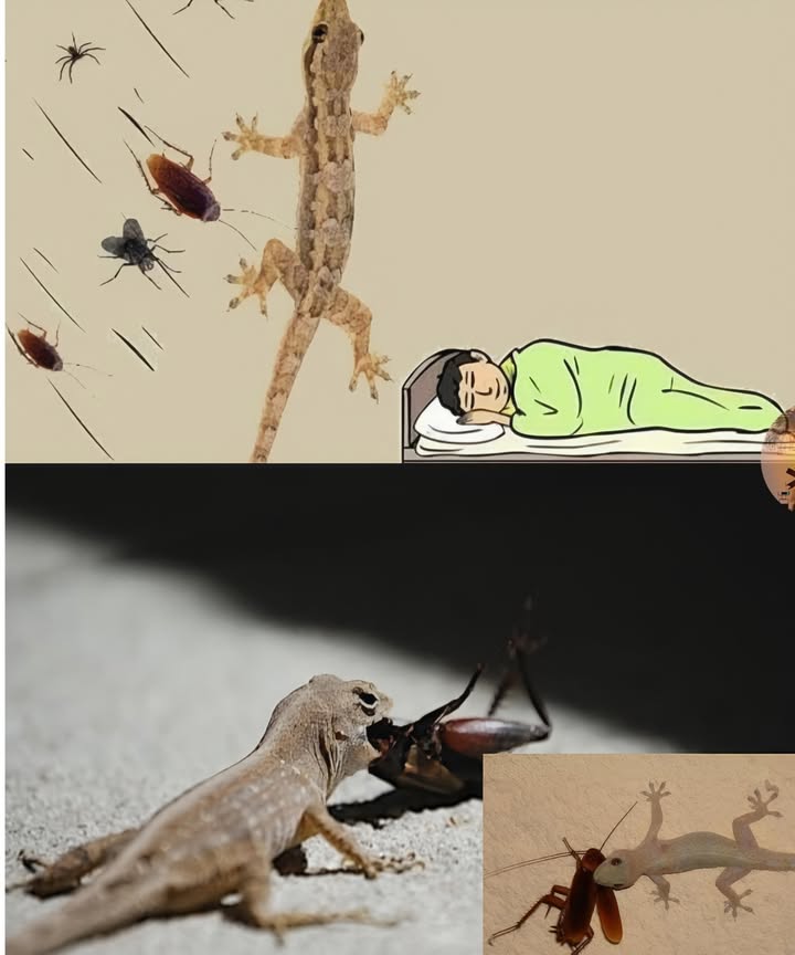 SONO LA LAGARTIJA, NON MI DISTURBARE, IO PULISCO CASA TUA 

Una lucertola può persino salvarti la vita; è conosciuta come pulitore di case poiché si nutre di insetti come ragni, blatte e mosche, fungendo da controllo naturale per queste infestazioni, il suo ruolo nella catena alimentare è molto importante per mantenere un equilibrio. 
Questo piccolo animale è inoffensivo per gli esseri umani, quindi quando ne incontri uno, il tuo primo istinto è fuggire e nasconderti.

Questi animaletti sono dei veri eroi, almeno una volta senza che te ne accorgessi, una lucertola potrebbe aver mangiato un ragno o uno scorpione dentro casa tua. 
Prendiamoci cura degli animali con cui condividiamo questo mondo e impariamo che la natura, senza lintervento degli esseri umani, ha un ciclo perfetto.