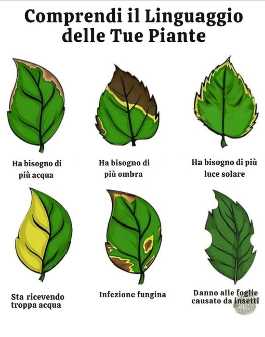 Segnali Visivi che la Tua Pianta Chiede Aiuto
 Manca acqua  foglie secche, bordi gialli, fragili
 Manca ombra  foglie bruciate, ingiallite
 Manca luce solare  foglie pallide, steli deboli
 Troppa acqua  foglie gialle, radici marce
 Funghi  macchie, muffa sulle foglie
 Insetti  foglie bucate, presenza di parassiti
Osserva, prenditene cura, rinforza