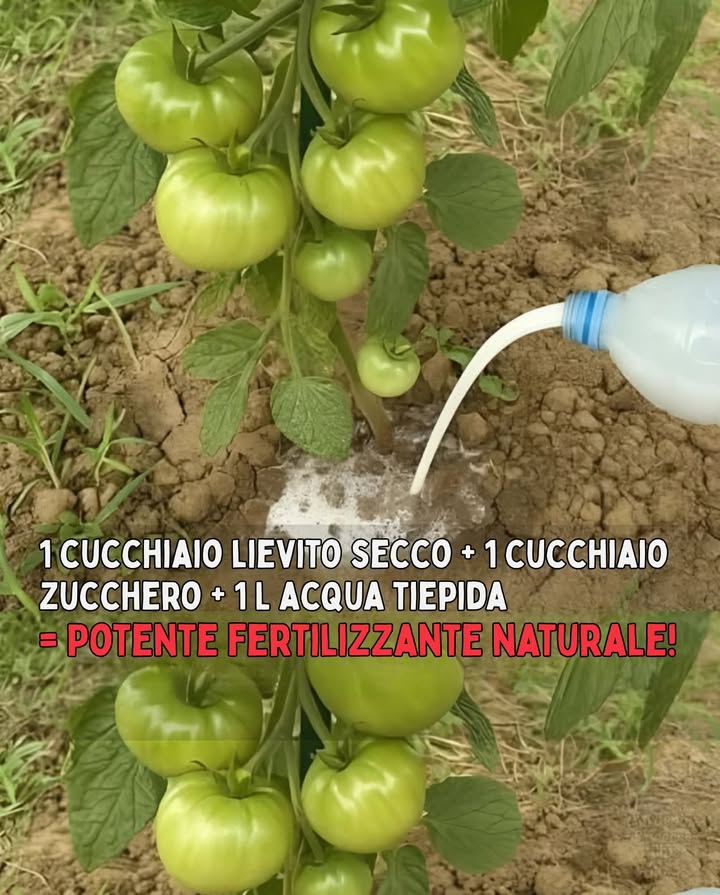 Mescola 1 cucchiaio di lievito secco  1 cucchiaio di zucchero in 1 L di acqua tiepida. Lascia riposare 2 ore. Aggiungi 1 buccia di banana opzionale e diluisci con 5 L di acqua.
Versa alla base delle piante di pomodoro ogni 15 giorni. Questo concime tradizionale garantisce:
 Pomodori più grandi e succosi
 Radici più attive e forti
 Apporto naturale di potassio e magnesio