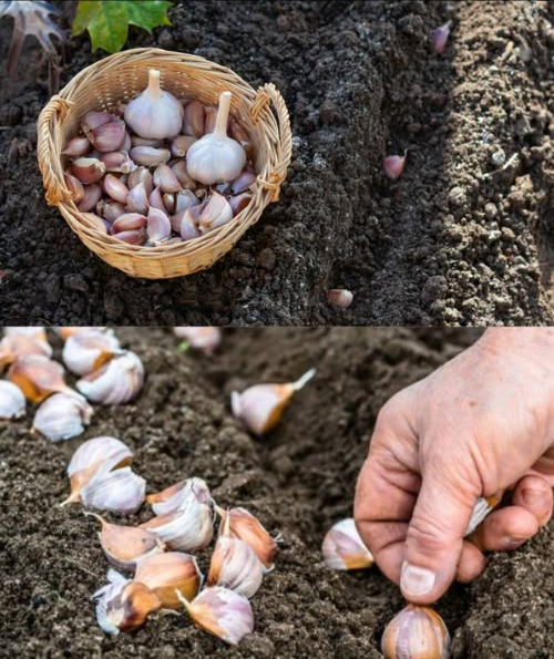 龍 SALARE LAGLIO PRIMA DI PIANTARE
Un trucco ancestrale per raccolti grandi e sani 
 Preparazione
 Dissolvere 1 cucchiaio di sale in 1 litro di acqua tiepida
 Separare i denti della testa daglio
 Immergere nella soluzione per 1520 minuti
 Estrarre e lasciare asciugare completamente
 Piantagione
 Posizionare con la radice verso il basso
 Lasciare 78 cm tra i denti e 20 cm tra le file
 Coprire con foglie secche, torba o compost, perfetto per inverni freddi
 Cura
 In primavera, rimuovere la copertura protettiva
 Germogli verdi appariranno forti e sani
 Protezione naturale contro parassiti e malattie, con teste daglio grandi, saporite e resistenti.