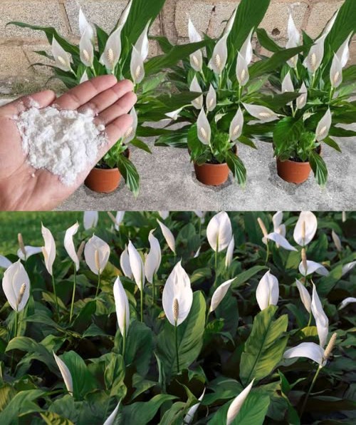 Bicarbonato di sodio: il segreto per una fioritura rapida e sana
Un ingrediente naturale, economico e versatile che stimola le difese delle piante, protegge contro funghi e favorisce una fioritura abbondante.
Benefici del bicarbonato per le piante:
 Regola il pH del terreno.
 Crea una barriera protettiva contro malattie e funghi.
 Aumenta le difese naturali in tutte le stagioni.
 Sicuro, non tossico e adatto per orti biologici.
Come usarlo:
1 Sciogliere 12 cucchiai di bicarbonato in 1 litro dacqua a temperatura ambiente.
2 Mescolare fino a completa dissoluzione.
3 Annaffiare la base della pianta o spruzzare sulle foglie.
4 Applicare nelle ore fresche, evitando temperature superiori a 35 C.
 Un metodo naturale ed efficace affinché le tue piante, in balcone o giardino, fioriscano sane e splendenti in poco tempo.