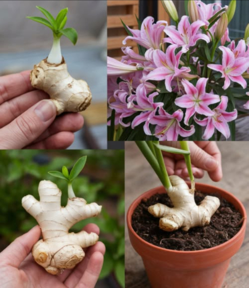 Come coltivare lo zenzero in casa per avere una scorta infinita e farlo fiorire
Scegliere il rizoma giusto
Opta per uno zenzero sodo, carnoso e con gemme ben sviluppate. Evita quelli rugosi o ammuffiti.
Preparare il rizoma
Immergilo in acqua tiepida per una notte per idratarlo. Taglialo in pezzi, assicurandoti che ciascuno abbia 1-2 gemme.
Scegliere il contenitore
Usa un vaso largo e poco profondo con fori di drenaggio. Riempi con un terriccio ben drenante e ricco di sostanza organica.
Piantagione e irrigazione
Interra i pezzi appena sotto la superficie del terreno, con le gemme rivolte verso lalto. Innaffia abbondantemente e mantieni il terreno umido ma non zuppo.
Condizioni ideali
Temperatura tra 24-29C e alta umidità. Usa un vassoio con acqua o un umidificatore per aumentare lumidità.
Irrigazione e concimazione
Annaffia regolarmente per mantenere lumidità costante. Concima ogni 2-4 settimane con un fertilizzante liquido bilanciato in fase di crescita.
Stimolare la fioritura
Offri luce solare abbondante, calore e umidità. Evita di spostare o disturbare la pianta.
Raccolta e conservazione
Dopo 8-10 mesi, raccogli i rizomi secondo necessità. Conserva leccesso in un luogo fresco e asciutto.
Conclusione
Coltivare lo zenzero in casa è semplice e gratificante: garantisce un raccolto continuo e può regalare anche splendide fioriture. Segui questi passaggi per godere dei frutti del tuo lavoro tutto lanno.