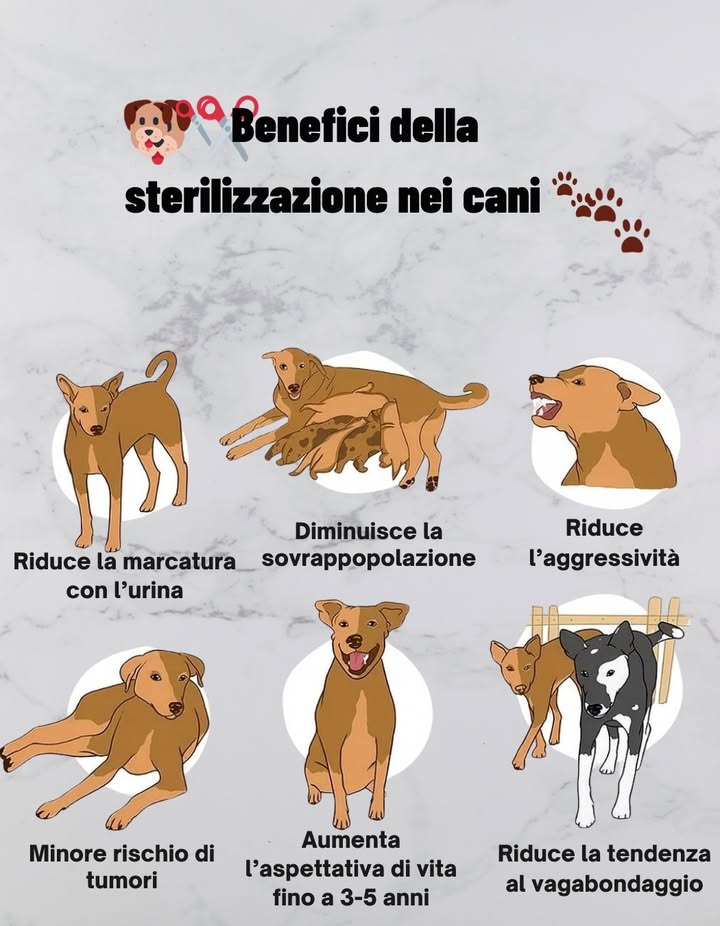Benefici della sterilizzazione dei cani 

1 Ridurre la marcatura  Meno urina per segnare il territorio.  
2 Diminuire la sovrappopolazione  Aiuta a prevenire cucciolate indesiderate.  
3 Ridurre laggressività  Migliora la convivenza con altri cani e persone.  
4 Minore rischio di cancro  Diminuisce la probabilità di alcuni tumori.  
5 Aumentare laspettativa di vita  Fino a 3-5 anni in più.  
6 Ridurre il vagabondaggio  Meno rischio di scappare o perdersi.  

 Una decisione responsabile che migliora la salute e la sicurezza del tuo amico a quattro zampe.

#CuidadoCanino #CuraDelCane #MascotasFelices #AnimaliFelici #Esterilización #Sterilizzazione