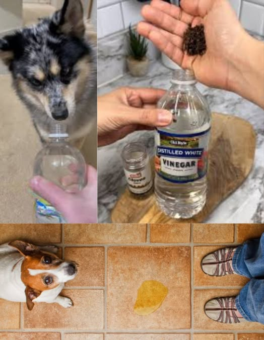 Mescola laceto con il pepe e dì addio per sempre alla pipì di cani e gatti! 
 Rimedio naturale per evitare che facciano pipì ovunque:
 1 tazza di aceto 磻
 1 cucchiaio di pepe 
 Il succo di un limone 
 1 tazza dacqua 
 Mescola tutto, versa in una bottiglia spray e spruzza nelle zone dove i tuoi animali tendono a fare pipì! 
#StopPipìAnimali  #RimedioNaturale  #CasaPulita