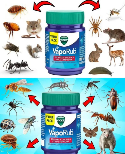 VICKS VAPORUB: Il Trucco Naturale per Tenere Lontani gli Insetti 烈練  
Un solo prodotto, mille usi contro zanzare, mosche, formiche e non solo!  
1 Zanzare addio!  
烈 Spalma una piccola quantità su:  
 caviglie   polsi  僚 dietro le orecchie  
 Il profumo intenso di mentolo ed eucalipto le tiene lontane!  
 Tip extra:  
Lascia un barattolo aperto vicino a finestre o sotto il letto per creare una zona protetta.  
2 Via le Mosche!  
練 Cosa fare:  
炙 Spalma su pezzetti di carta/stoffa e mettili vicino al bidone, lavello o cucina  
 Mescola con acqua calda in una ciotola: il vapore le allontana  
3 Blocca le Formiche!  
 Applica lunguento:  
 Nei punti dingresso finestre, porte, crepe  
 Intorno ai bidoni della spazzatura  
 Lungo i ripiani della cucina  
 Direttamente sulle piste attive: le confonde e le respinge!  
 Rimedio semplice, naturale e multiuso per una casa senza ospiti indesiderati!  
 Salva questo trucco e usalo tutto lanno per un ambiente più protetto e profumato!