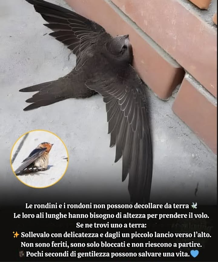 Se trovi una rondine o un veloce camino a terra  
 Non farti prendere dal panico: non è malato né sta morendo.  
 Questi uccelli non possono decollare da superfici piane; le loro ali sono fatte per il cielo, non per lasfalto.  
 Tutto ciò di cui hanno bisogno è un leggero sollevamento e un po di altezza per lanciarsi in sicurezza.  
 Non lanciarli mai: alza semplicemente la mano o lascia che partano da una superficie morbida e elevata.  
 Nel giro di pochi secondi, ritroveranno le loro ali e torneranno in aria.  
 Un breve atto di gentilezza può salvare una vita.  
 Ogni rondine che si alza ci ricorda: anche le vite più piccole e fragili meritano una seconda possibilità.