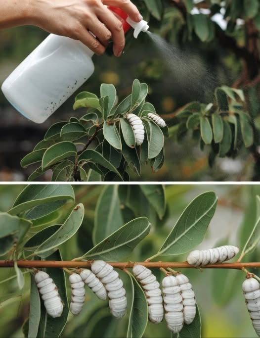 Alcol allaglio: come preparare un insetticida contro cocciniglie, afidi e altri insetti 龍
Procedura:
1. Trita6 spicchi daglio e mettili in una bottiglia con spruzzino.  
2. Versa alcol bianc fino a riempire metà della bottiglia.  
3. Lascia riposare per tutta la notte.  
4. Il giorno seguente, aggiungi la stessa quantità di acqua dellalcol e un po di detergente biodegradabile o sapone di Marsiglia.  
5. Agita bene per mescolare gli ingredienti.  
Come utilizzarlo:
Spruzza lalcol allaglio sulle piante colpite per allontanare afidi, cocciniglie, formiche, vespe e altri insetti fastidiosi.  
 Rimedio naturale e facile per proteggere il tuo giardino!