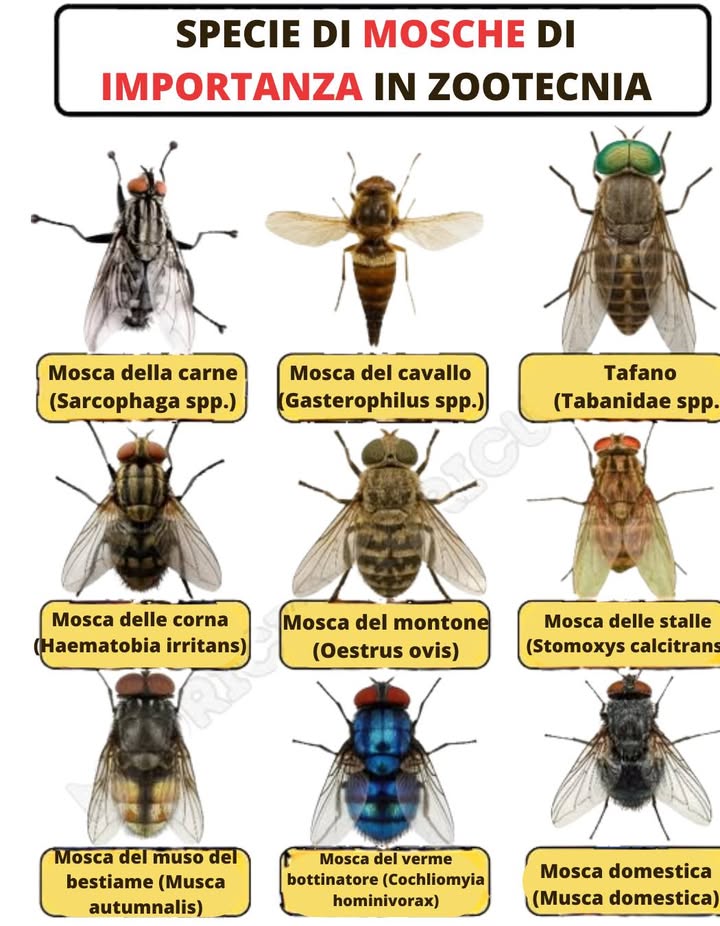 Esistono diverse specie di mosche che si aggirano intorno al bestiame e ne compromettono il benessere. Sebbene possano sembrare simili, ciascuna presenta caratteristiche distintive. Ecco 9 delle più comuni:

Mosca delle corna Haematobia irritans
Piccola e scura, si posa sul dorso delle vacche e si muove in gruppo.

Mosca delle stalle Stomoxys calcitrans
Simile alla mosca domestica, ma più attiva; predilige le zone dombra.

Mosca del muso Musca autumnalis
Si concentra intorno a occhi e narici, attratta dallumidità.

Mosca domestica Musca domestica
Comune anche in casa; molto presente in stalle e pascoli.

Tafano Tabanus spp.
Grande, dal volo rapido, occhi brillanti e ali trasparenti.

Mosca delle corna del bufalo Lyperosia irritans
Più piccola della mosca delle corna, forma gruppi numerosi.

Mosca bottinatrice Cochliomyia hominivorax
Corpo dal colore blu-verde metallico e volo persistente intorno agli animali.

Mosca nasale Oestrus ovis
Piccola e discreta, si avvicina al muso di pecore e bovini.

Mosca dei noduli Hypoderma spp.
Robusta, simile a unape; si osserva spesso sul dorso degli animali.
