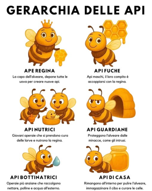 Gerarchia delle Api 
Ogni alveare funziona come una piccola società perfetta, dove ogni ape ha un ruolo preciso per mantenere lequilibrio e la vita della colonia.
 Ape Regina  È la leader dellalveare. Depone tutte le uova e assicura la continuità della colonia.
 Fuchi Api Maschio  Il loro unico compito è accoppiarsi con la regina.
 Api Nutrici  Giovani lavoratrici che si occupano delle larve e nutrono la regina.
 Api Guardiane  Difendono lalveare dagli intrusi e da qualsiasi minaccia.
 Api Bottinatrici  Raccolgono nettare, polline e acqua allesterno dellalveare.
 Api di Casa  Mantengono pulito lalveare, conservano il miele e si prendono cura delle nuove nate.
Un incredibile esempio di organizzazione naturale e cooperazione perfetta.