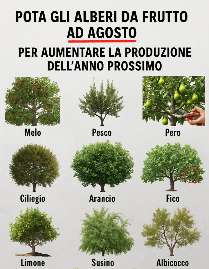 Agosto è il momento perfetto per dare ai tuoi alberi da frutto un potatura strategica estiva, specialmente se vuoi frutti più sani e migliori raccolti la prossima stagione. Ecco cosa potare e perché è importante   
 1. Albero di Mela  
 Perché: Apre la chioma per più luce, modella la crescita futura  
 Potare: Rami incrociati, polloni e rami deboli  
 2. Albero di Pesca  
 Perché: Incoraggia il legno da frutto e riduce la pressione delle malattie  
 Potare: Germogli verticali polloni e rami protrusi  
 3. Albero di Pera  
 Perché: Migliora il flusso daria e previene la rottura dei rami  
 Potare: Polloni alla base, crescita interna affollata  
 4. Albero di Ciliegia  
 Perché: Mantiene lalbero compatto e produttivo  
 Potare: Rami incrociati, legno morto e piccoli germogli verticali  
 5. Albero di Arancio  
 Perché: Promuove una maturazione uniforme dei frutti e il controllo delle malattie  
 Potare: Rametti morti, rami interni aggrovigliati e germogli deboli  
 6. Albero di Fico  
 Perché: Previene laffollamento e mantiene lenergia concentrata  
 Potare: Rami in crescita verso linterno e polloni alla base  
 7. Albero di Limone  
 Perché: Incoraggia il flusso daria e mantiene la forma compatta  
 Potare: Rami inferiori, polloni e legno morto  
 8. Albero di Prugna  
 Perché: Rinforza la struttura e previene la crescita eccessiva  
 Potare: Assottigliare i rami affollati e rimuovere il legno danneggiato  
 9. Albero di Albicocca  
 Perché: Migliora la penetrazione della luce e la formazione dei frutti lanno prossimo  
 Potare: Polloni e vecchi rami interni