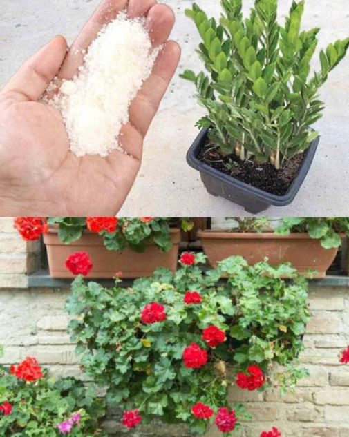 Questo ingrediente amato fa crescere qualsiasi pianta 5 volte più velocemente!
Semplice, naturale e potente  il trucco che trasforma il tuo giardino!

 Ricetta del fertilizzante naturale turbo:
 1 cucchiaio di lievito di birra fresco o secco
 1 cucchiaio di zucchero
 1 litro di acqua tiepida

 Come prepararlo:

Sciogli il lievito nellacqua tiepida

Aggiungi lo zucchero e mescola bene

Lascia riposare per 30 minuti

Innaffia le piante con questa soluzione 1 volta a settimana

 Consigli extra per una crescita esplosiva:
 Offri alla pianta la giusta luce e mantieni la corretta umidità
 Posiziona ogni pianta nel luogo più adatto alle sue esigenze
 Regola la frequenza delle annaffiature in base al tipo di pianta

 Con questo stimolante naturale, le tue piante cresceranno più forti, sane e rigogliose che mai!