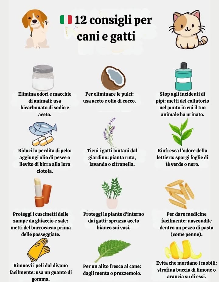 12 trucchi per cani e gatti



 Eliminare odori e macchie
Usa bicarbonato di sodio e aceto.

 Per eliminare le pulci
Mescola aceto e olio di cocco.

 Evitare incidenti di pipì
Applica collutorio nella zona dove lanimale ha urinato.

 Ridurre la perdita di pelo
Aggiungi olio di pesce o lievito di birra al cibo.

 Tenere i gatti lontani dal giardino
Pianta ruta, lavanda o citronella.

 Rinfrescare la lettiera del gatto
Cospargi foglie di tè verde o nero.

 Proteggere le zampe dal ghiaccio e sale
Metti balsamo labbra sui cuscinetti prima delle passeggiate.

 Proteggere le piante da appartamento dai gatti
Spruzza aceto bianco sui vasi.

 Dare medicina facilmente
Nascondila dentro un pezzetto di pasta tipo penne.

 Rimuovere peli dal divano
Usa un guanto di gomma per raccoglierli.

 Alito fresco per i cani
Dai menta o prezzemolo in piccole quantità.

 Evitare che mordano i mobili
Strofina buccia di limone o arancia sui mobili.