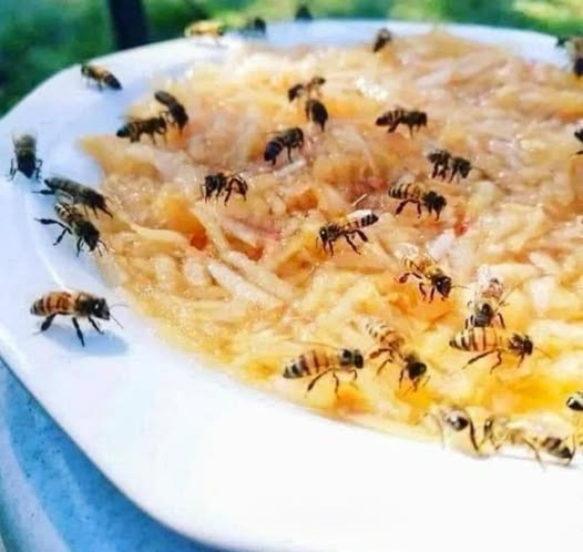 È importante notare che durante i mesi estivi ci sono meno fiori e altre fonti di cibo per le api, il che le mette in difficoltà. Un trucco per aiutarle è quello di grattugiare una mela e metterne i pezzi in una ciotola con acqua. Le api potranno così ottenere gli zuccheri dal frutto e bere lacqua senza rischiare di annegare, perché potranno riposare sui pezzi di frutta. Le nostre popolazioni di api sono minacciate, quindi è importante dare loro tutto il sostegno possibile. Grazie .