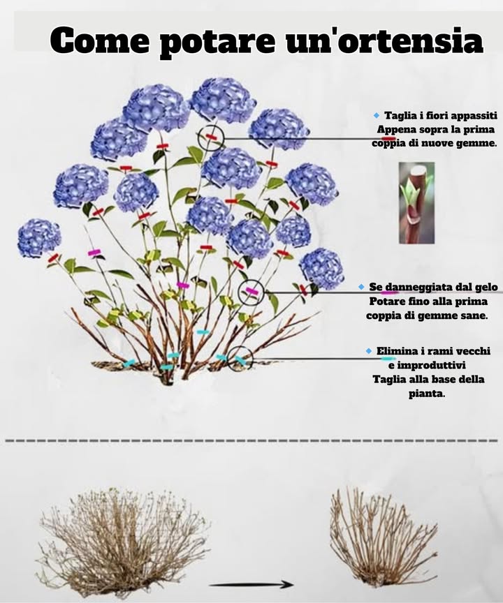 Suggerimenti per la Potatura delle Ortensie per Fiori più Sani  
Alcune potature pulite contribuiscono a una crescita più forte e fiori più grandi.  
 Potare sopra il primo gruppo di gemme sane  
 Rimuovere le punte danneggiate dal gelo allinizio della primavera  
 Eliminare i vecchi steli non produttivi alla base  
 Usare sempre strumenti affilati e puliti per evitare danni  
 La potatura regolare favorisce il flusso daria e la produzione di fiori  
 Unortensia ben potata è un capolavoro in fiore  
#HydrangeaCare #CuraDellOrtensia