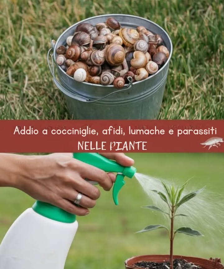 Addio a cocciniglie, afidi, lumache e parassiti delle piante: tutto ciò di cui hai bisogno è questo prodotto
 I parassiti più pericolosi per le piante includono cocciniglie, afidi e lumache. È essenziale identificarli rapidamente per evitare danni gravi.
 Cocciniglie: Di colore grigio o bianco, attaccano le piante in ambienti secchi, assorbendo nutrienti essenziali. Si nascondono sul retro delle foglie.
 Afidi: Sono insetti piccoli di diversi colori giallo, rosso, bianco, verde che si nutrono della linfa, danneggiando foglie e fusti.
 Lumache: Anche se sembrano innocue, possono divorare foglie e frutti in una notte, lasciando una traccia viscosa.
Ricetta per un insetticida naturale:
1. Cenere e acqua calda: Mischia un terzo di cenere con acqua calda. Aggiungi un cucchiaio di sapone neutro per una maggiore efficacia. Filtra il composto, mettilo in uno spruzzatore e applicalo sulle foglie una volta alla settimana per un mese.
2. Aglio: Lascia uno spicchio daglio in acqua per 24 ore e spruzza le piante con il liquido.
3. Aceto: Mischia 2 cucchiai di aceto in un litro dacqua e spruzza le foglie.
4. Latte: Mischia 200 ml di latte in 2 litri dacqua e applica sulle foglie per risultati rapidi ed efficaci.