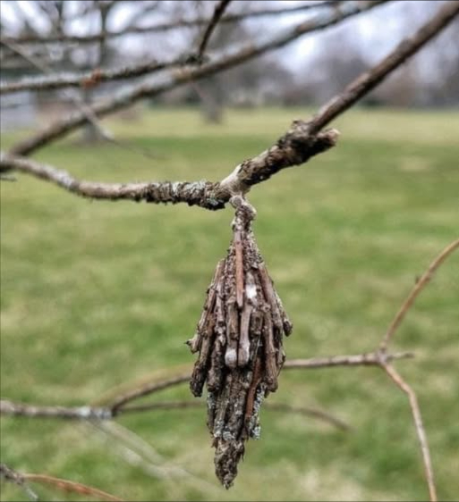 Consiglio di un arborista: se vedi questo appeso al tuo albero, rimuovilo prima della primavera

Questo bozzolo è un nido di processionarie, pieno di centinaia di uova pronte a schiudersi.

 In caso di schiusa:
 Le larve possono devastare il fogliame del tuo albero e di quelli vicini
 Attaccano soprattutto gli alberi a foglia persistente, ma possono infestare quasi tutte le specie

 Agisci prima della primavera:
 Rimuovi e distruggi questi bozzoli con cautela
 Usa guanti e maschera  i loro peli sono irritanti

 Una piccola azione preventiva per proteggere il tuo giardino da danni maggiori
