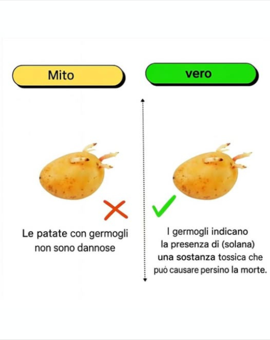 Mangia Patate Germogliate
