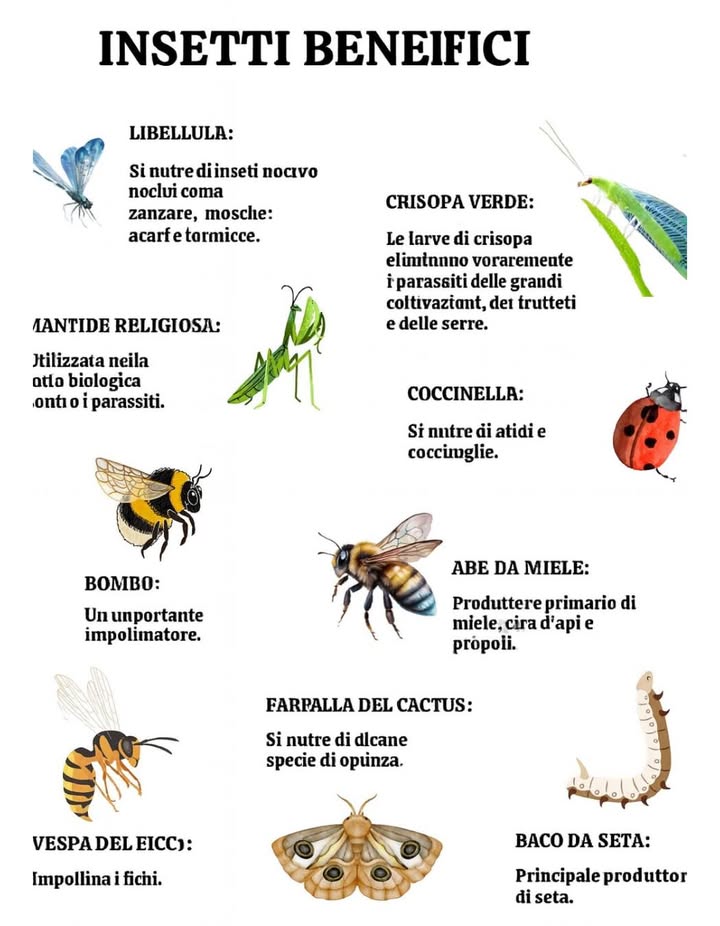 Non tutti gli insetti sono dannosi  alcuni proteggono il tuo giardino, impollinano le tue piante o producono addirittura miele .  
 Lasciali fare la loro magia!  
Spruzzarli uccide e avvelena il tuo prato.