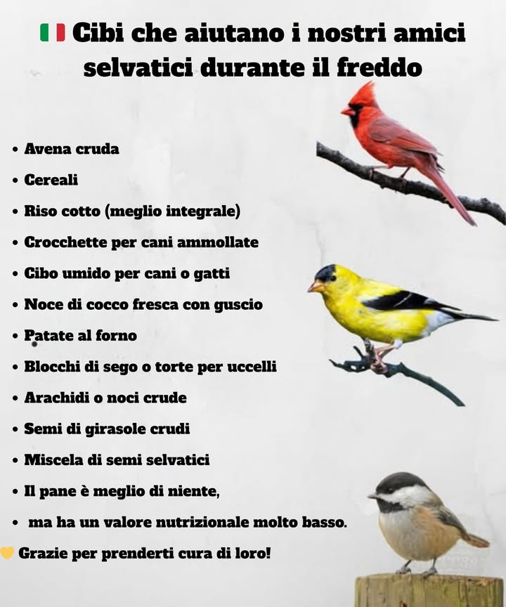 Quando il freddo si fa sentire, il cibo diventa scarso. Un pugno di avena, semi o grasso animale può significare sopravvivenza. Arachidi, riso o patate al forno  un piccolo gesto, un grande impatto. Salta il pane quando puoi  riempie ma non nutre. Ogni pasto che condividi tiene in vita la natura un po più a lungo.