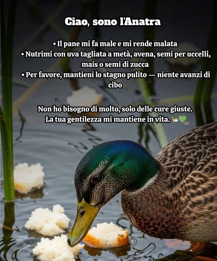 La prossima volta che visiti, salta il pane!  Può danneggiare le anatre, causando malnutrizione e deformità. Invece, porta uva tagliata a metà, avena, mais spezzato o semi di zucca: piccoli cambiamenti che salvano vite! 閭 Cibo sano mantiene la fauna selvatica in salute e gli ecosistemi puliti.