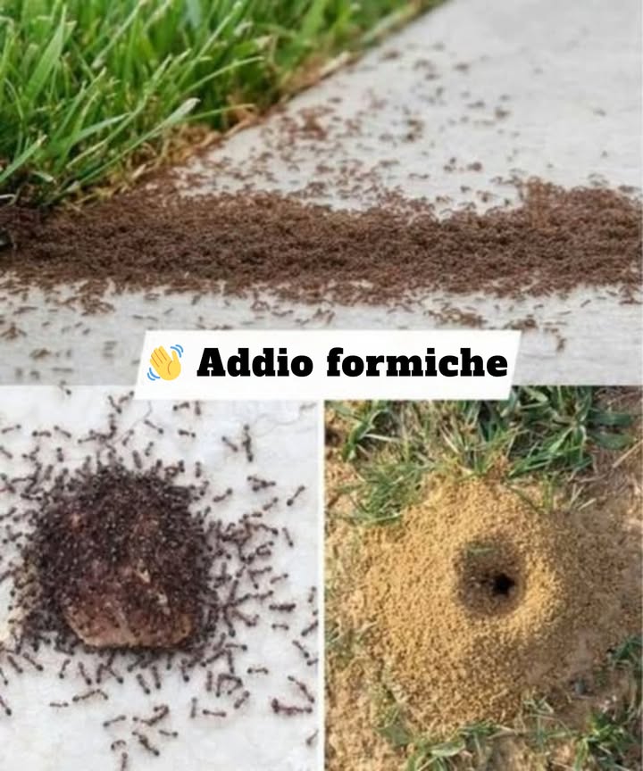 Se le formiche hanno invaso il tuo giardino, ecco come combatterle: ti bastano 20 centesimi.

Rimedio naturale ed ecologico

Ingredienti:
 2 tuorli duovo sodo
  cucchiaino di miele
 1 cucchiaino di acido borico in polvere

Preparazione:

Schiaccia i tuorli.

Aggiungi il miele e lacido borico.

Mescola fino a ottenere una pasta omogenea.

Applicazione:
Distribuisci piccole quantità vicino ai punti di passaggio delle formiche. Saranno attratte e moriranno per disidratazione.

Altri rimedi naturali:
 Foglie dalloro: posizionale nelle zone infestate.
 Cannella o pepe nero: una spolverata basta a tenerle lontane.
 Bicarbonato e zucchero: mescola e spargi vicino ai nidi.
 Menta, amido di mais, talco: efficaci come repellenti naturali.

Conclusione:
Con questi metodi semplici ed ecologici puoi proteggere il tuo giardino senza usare sostanze chimiche. Una soluzione economica e rispettosa dellambiente.