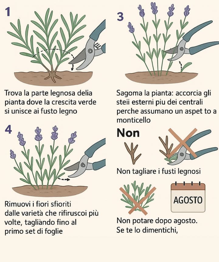 Come potare la lavanda  
1. Trova la base legnosa della pianta, dove la crescita verde si unisce al fusto legnoso.  
2. Taglia la crescita morbida 2-3 cm sopra la base legnosa.  
3. Modella la pianta: accorcia i fusti esterni rispetto ai fusti centrali per darle unabitudine a forma di tumulo.  
4. Rimuovi i fiori appassiti dalle varietà che fioriscono più volte, tagliando fino al primo set di foglie.  
Cosa non fare: – Non tagliare i fusti legnosi. – Non rimuovere più fogliame di quanto raccomandato. – Non potare dopo agosto. Se dimentichi, aspetta fino alla primavera.