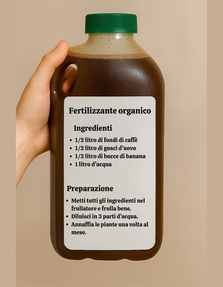 Fertilizzante organico

Ingredienti
1/2 litro di fondi di caffè
1/2 litro di gusci duovo
1/2 litro di bucce di banana
1 litro dacqua

Preparazione
Metti tutti gli ingredienti nel frullatore e frulla bene.
Diluisci in 3 parti dacqua.
Annaffia le piante una volta al mese.