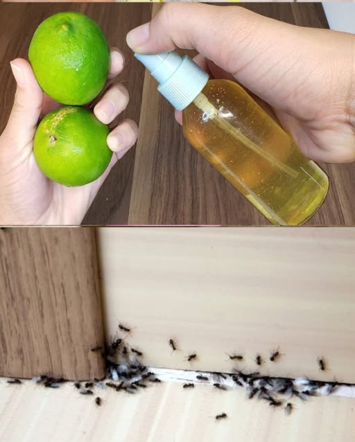 Le formiche, le mosche e le blatte saranno un brutto ricordo se fai questo a casa
-Grattugia la buccia di un limone e mettila in un recipiente.
-Aggiungi  bicchiere di aceto bianco, 5 chiodi di garofano e 2 cucchiai di alcool.
-Mescola bene e versa tutto in un barattolo.
-Lascia riposare la miscela tutta la notte.
-Al giorno successivo, filtra la soluzione e trasferiscila in uno spray.
-Agita bene prima delluso e spruzza su porte, finestre e angoli da cui entrano gli insetti.
-Ripeti lapplicazione se necessario: terrà lontane formiche, mosche e blatte in modo naturale.