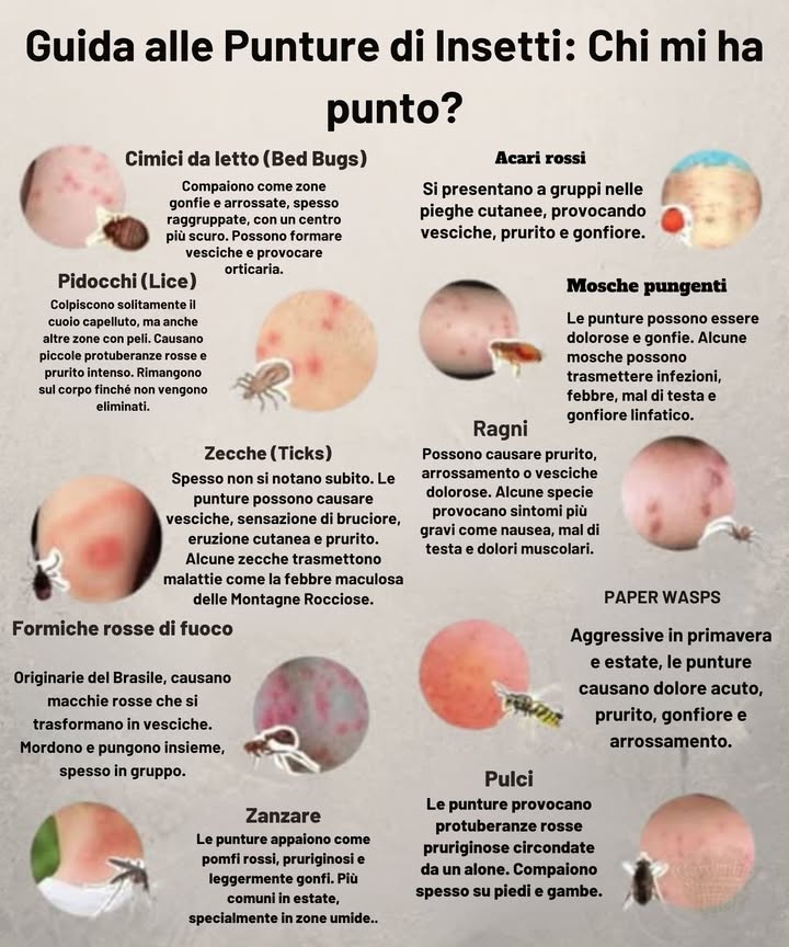 烈 Guida alle Punture: Chi mi ha punto?
Scopri linsetto responsabile e proteggiti! 

 Cimici da letto
Punture rosse raggruppate, con centro scuropossono causare vesciche o orticaria.
 Controlla materassi e valigie!

 Acari rossi Chiggers
Vesciche o ponfi rossi nelle pieghe della pellepiccoli ma aggressivi!
 Comuni in zone erbose o incolte.

 Pidocchi
Protuberanze rosse e pruriginose su cuoio capelluto o peli del corpo.
类 Serve trattamento adeguato per eliminarli.

 Pulci
Piccoli ponfi rossi con alone, molto pruriginosisoprattutto su caviglie e gambe.
 Più frequenti con animali domestici.

隣 Zecche
Puntura inizialmente indolorepuò causare eruzioni o trasmettere malattie es. Lyme.
 Controlla la pelle dopo uscite allaperto.

 Ragni
Possono causare vesciche, ulcere o sintomi come crampi e mal di testa.
 Chiedi aiuto medico se peggiora.

 Formiche rosse di fuoco
Pustole dolorose, gonfie e brucianti che si trasformano in vesciche.
璘 Di solito pungono in gruppo.

 Vespe cartonaie
Puntura acuta con rossore e leggero gonfiore.
 Più aggressive in primavera!

 Zanzare
Ponfi rossi e pruriginositalvolta veicolo di infezioni.
 Usa repellenti ed elimina lacqua stagnante.

 Mosche pungenti
Gonfiore doloroso con vescichepuò causare nausea o mal di testa.
 Evita zone umide; copri la pelle esposta.

 Proteggiti allaperto!
Riconosci i segnali, evita le zone a rischio e agisci rapidamente in caso di puntura.