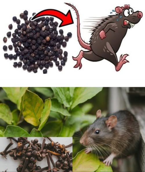 Il repellente per ratti e topi più efficace di tutti i tempi: scompariranno dalla tua casa e proprietà in poco tempo!  
Per preparare un repellente naturale contro ratti, topi, formiche, scarafaggi e altri insetti, segui queste semplici istruzioni:  
Ingredienti necessari:  
– 2 cucchiai di rosmarino secco  
– 1 cucchiaio di cannella in polvere  
– 20 chiodi di garofano  
– 300 ml di aceto 9%  
Istruzioni di preparazione:  
1. Mescola tutti gli ingredienti in un recipiente.  
2. Lascia riposare la miscela per 21 giorni affinché gli ingredienti si integrino bene e formino una soluzione forte.  
3. Dopo 21 giorni, filtra la miscela e trasferisci il liquido in uno spruzzatore.  
Modo duso:  
Applica il repellente nei luoghi dove hai osservato la presenza di roditori, formiche, scarafaggi o altri insetti. Puoi anche spruzzare intorno a porte, finestre, corridoi, ripostigli o garage per evitare lingresso di queste infestazioni nella tua casa. Per proteggere il giardino, si consiglia di applicare occasionalmente sui bordi dellarea verde con questa soluzione naturale.  
Perché funziona questo repellente?  
I ratti, i topi, le formiche e gli scarafaggi sono respinti dagli aromi forti del rosmarino, della cannella, dei chiodi di garofano e dellaceto, evitando quei luoghi. Utilizzando questo repellente naturale, puoi proteggere efficacemente la tua casa e il tuo giardino contro le infestazioni senza luso di prodotti chimici. Questo repellente fatto in casa semplice ed efficace ti aiuterà a mantenere la tua casa e il tuo giardino liberi da visitatori indesiderati, promuovendo un ambiente più sicuro e sano.