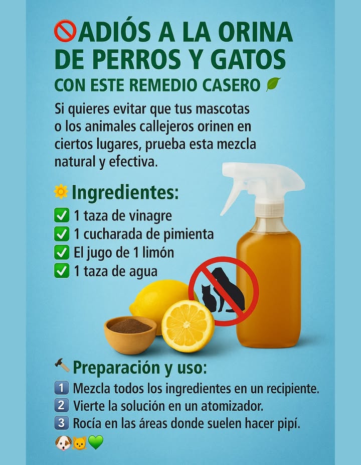 Solución natural contra olores de orina en casa
Si quieres mantener tus espacios limpios de manera natural, esta mezcla es efectiva y segura para disuadir a perros y gatos de orinar en lugares no deseados.

 Ingredientes:
 1 taza de vinagre
 1 cucharada de pimienta
 El jugo de 1 limón
 1 taza de agua

華 Preparación y uso:
1 Mezcla todos los ingredientes en un recipiente.
2 Vierte la solución en un atomizador.
3 Rocía en las áreas donde los animales suelen hacer pipí.

 Este remedio natural ayuda a mantener tus espacios limpios sin dañar a los animales.
#RemedioCasero #AdiósOrina  #EcoFriendly