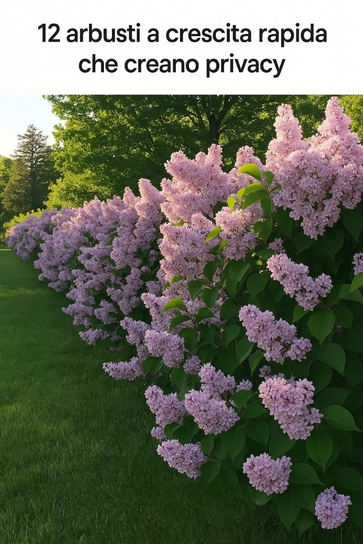 14 arbusti a crescita rapida per la privacy domestica 

1 Tuia: cresce fino a 90 cm allanno, resiste al freddo e forma siepi dense e compatte. Richiede poche cure e garantisce una barriera verde elegante.

2 Bambù: crea una schermatura rigogliosa in pochissimo tempo. Meglio optare per varietà compatte per evitare che si diffonda troppo.

3 Ligustro: forte, adattabile e facile da modellare. Cresce bene anche in ombra parziale e mantiene un aspetto ordinato tutto lanno.

4 Forsizia: arbusto dai vivaci fiori gialli primaverili. Raggiunge fino a 3 metri, perfetto per una barriera colorata e luminosa.

5 Agrifoglio: sempreverde con foglie spinose e bacche rosse che attirano gli uccelli. Ama sia il sole che lombra e garantisce protezione tutto lanno.

6 Cipresso di Leyland: tra i più rapidi nella crescita, arriva fino a 21 metri. Ideale per grandi spazi, ma richiede potature regolari.

7 Corniolo rosso: rametti decorativi in inverno e crescita fino a 2,7 metri. Predilige terreni umidi e dona un tocco elegante anche nei mesi freddi.

8 Viburno: profumato e resistente, con foglie e bacche decorative. Offre privacy e colore in tutte le stagioni.

9 Photinia: foglie rosse brillanti e crescita fino a 4,5 metri. È robusta, facile da curare e molto decorativa.

 Bosso: ideale per giardini formali. Cresce lentamente ma si modella facilmente, perfetto per chi ama le linee pulite.

11 Lillà: fiori profumati e colorati in primavera, fino a 4,5 metri di altezza. Dona un tocco romantico e naturale agli spazi esterni.

12 Mirto di cera: sempreverde, profumato e rapido nella crescita, può arrivare fino a 6 metri. Resiste bene anche a condizioni difficili.

13 Laurus nobilis alloro: aromatico, sempreverde e resistente. Forma siepi compatte, perfette per la privacy e anche per luso in cucina.

14 Eleagno: elegante e forte, cresce velocemente anche in terreni poveri. Le sue foglie argentate riflettono la luce e rendono il giardino più luminoso.

Scegli gli arbusti più adatti al tuo clima e allo spazio disponibile. Con poche attenzioni, otterrai una barriera verde, profumata e duratura che proteggerà la tua casa in modo naturale e armonioso