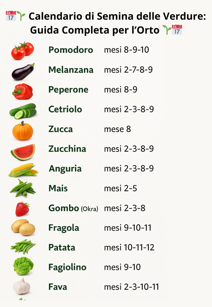 Calendario di Semina delle Verdure: Guida Completa per lOrto 

1 Pomodoro 
Mesi: 8-9-10
Ama il sole e i terreni fertili. Con compost maturo regala frutti succosi. Errore tipico: seminarlo troppo presto al nord e ritrovarsi con piantine gelate!

2 Melanzana 
Mesi: 2-7-8-9
Adora il caldo e il terreno drenato. Ottima accoppiata con il basilico che allontana gli insetti.

3 Peperone 𣏕
Mesi: 8-9
Ha bisogno di irrigazioni regolari e terreni ricchi. Attenzione: senza calore costante produce poco.

4 Cetriolo 勒
Mesi: 2-3-8-9
Meglio su sostegni verticali, così i frutti restano dritti e puliti.

5 Zucca 
Mese: 8
Grande consumatrice di spazio: serve un angolo tutto per lei. Bonus: dura a lungo in dispensa.

6 Zucchina 勒
Mesi: 2-3-8-9
Produttiva e facile. Ama terreni fertili e acqua regolare. Troppa irrigazione però = rischio di marciume.

7 Anguria 
Mesi: 2-3-8-9
Richiede sole e calore costante. Più caldo = più dolcezza.

8 Melone 
Mesi: 2-3-8-9
Ama la pacciamatura che trattiene calore e umidità. Perfetto da abbinare a un suolo ricco di compost.

9 Mais 
Mesi: 2-5
Tradizionalmente coltivato con fagioli e zucche Tre Sorelle. Così il terreno resta fertile e produttivo.

 Gombo 
Mesi: 2-3-8
Poco conosciuto in Italia, ma molto apprezzato in cucina mediterranea e africana. Ama climi caldi.

11 Fragola 
Mesi: 9-10-11
Terreno fresco e leggermente acido. Con pacciamatura di paglia i frutti restano puliti e sani.

12 Patata 凜
Mesi: 10-11-12
Ama terreni sabbiosi e leggeri. Rincalza sempre per proteggere i tuberi dalla luce.

13 Fagiolino 
Mesi: 9-10
Arricchisce il suolo con azoto. Ottimo nelle rotazioni.

14 Fava 
Mesi: 2-3-10-11
Rustica, resiste bene al freddo. Perfetta per orti autunnali e primaverili.

 Consigli generali

Adatta sempre il calendario al clima della tua zona Nord vs Sud.

Usa compost o letame maturo per nutrire il terreno.

Pianifica rotazioni per evitare impoverimento del suolo.

Irriga con costanza, ma senza ristagni.

 Conclusione
Conoscere i tempi giusti di semina è il segreto per un orto produttivo e vario tutto lanno. Un po di organizzazione oggi = abbondanza e soddisfazioni domani!
