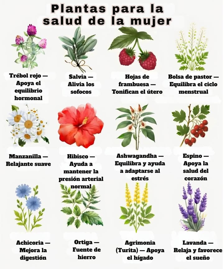 Plantas para la salud de la mujer ESPAÑOL