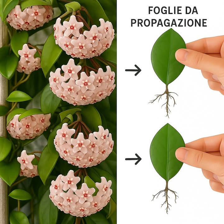 I segreti per un fiore di cera vibrante e rigoglioso! 
articolo completo a questo link:
https://consiglibrillanti.com/hoya-carnosa-guida-completa-per-un-fiore-di-cera-rigoglioso-e-sempre-fiorito/