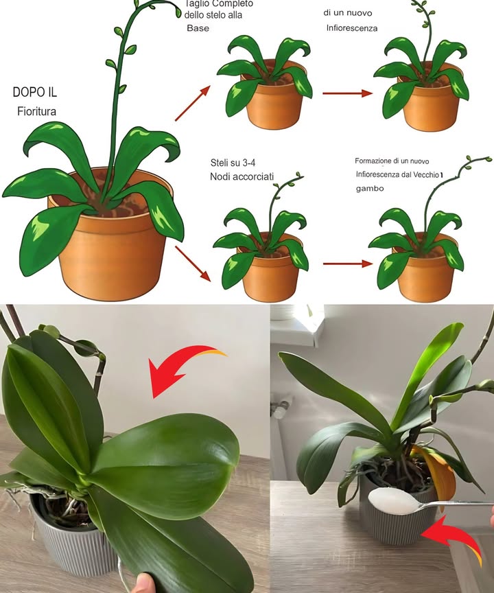 Consigli pratici per far rifiorire lorchidea 

1 Igiene del taglio: elimina radici secche, gialle o mollicce con forbici disinfettate; spolvera i tagli con poca cannella
2 Substrato corretto: usa corteccia per orchidee con perlite; evita terricci compatti e ristagni
3 Irrigazione moderata: immersione in acqua tiepida per 810 minuti, 1 volta a settimana; scola completamente
4 Radici aeree: nebulizza leggermente solo quando lambiente è secco; non lasciare bagnato a lungo
5 Luce diffusa: posizione luminosa senza sole diretto; tenda leggera vicino a finestra
6 Nutrizione mirata: fertilizzante specifico per orchidee a dose bassa ogni 2 settimane in primaveraestate; sospendi in inverno
7 Potatura dello stelo: dopo la fioritura, taglia sopra un nodo vitale lasciando circa 1 cm per stimolare nuovi getti
8 Escursione termica: favorisci 35 C in meno di notte fino a 16 C per innescare la fioritura
9 Ventilazione e sanità: aria in movimento, ambiente pulito; isola piante nuove per prevenire malattie
 Rimedi casalinghi con cautela: acqua di riso al massimo 1 volta al mese; estratti daglio solo molto diluiti e testati su piccola parte
11 Rinvaso periodico: ogni 12 anni o quando il substrato si degrada; vaso trasparente, non interrare eccessivamente le radici
12 Routine costante: controlli settimanali, rotazione del vaso di 90 e registrazione di irrigazioni e concimazioni per stabilità nel tempo