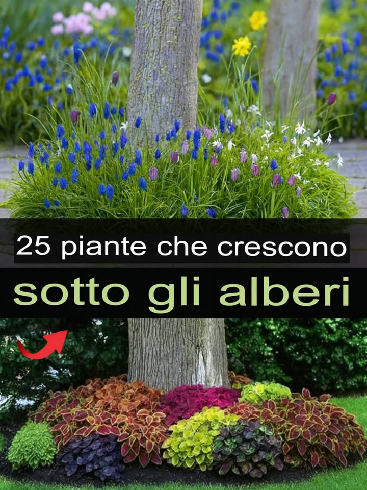 Piante sotto gli alberi: guida rapida 

1 Criteri di scelta: preferire specie da mezzombra/ombra, con radici non invasive, tolleranti a siccità estiva e suolo leggermente acido.
2 Obiettivo: creare un sottobosco ornamentale che non competi con lalbero, aumenti biodiversità e limiti le erbacce.
3 Bulbose primaverili: muscari, anemoni, narcisi a tazetta, scilla, crochi per fioriture precoci.
4 Tappezzanti: pachysandra, vinca, edera nana, lamium, ajuga per coperture fitte e stabili.
5 Fogliame decorativo: hosta, heuchera, tiarella, coleus in ombra luminosa per colore e texture.
6 Erbacee profumate/robuste: pulmonaria, epimedium, geranium macrorrhizum, liriope, bergenia per resistenza e continuità.
7 Sempreverdi bassi: carex, hakonechloa ombra luminosa, felci come dryopteris e asplenium per struttura permanente.
8 Impianto: buche poco profonde tra le radici, aggiunta di compost setacciato, irrigazione abbondante e pacciamatura di foglie o corteccia.
9 Manutenzione: leggere potature dei rami bassi per far filtrare luce, rinnovo annuale della pacciamatura, irrigazioni nei periodi siccitosi.
 Rinfoltimento: divisione delle perenni ogni 34 anni per mantenere un cuscino fitto e sano.

 Combinare bulbose, tappezzanti ombrofile e piante da foglia ornamentale garantisce una bordura viva e decorativa tutto lanno.