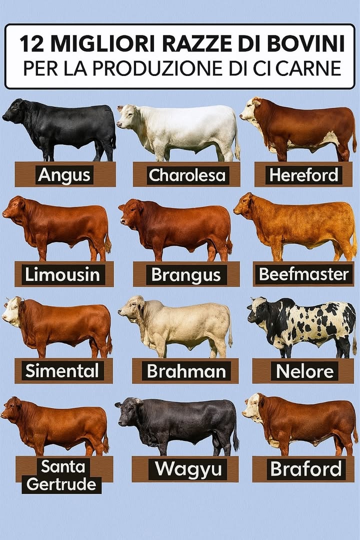 Le migliori razze bovine da carne: sintesi operativa 

1 Obiettivo: scegliere razze con conversione alimentare efficiente, adattabilità climatica, qualità della carne, fertilità e rusticità
2 Top 12: Angus, Charolês, Hereford, Limousin, Brangus, Beefmaster, Simental, Brahman, Nelore, Santa Gertrudes, Wagyu, Braford
3 Punti di forza: Angus per marezzatura e tenerezza; Wagyu per marmorizzazione estrema; Charolês per crescita; Limousin per resa muscolare; Hereford per robustezza
4 Climi caldi/umidi: Brahman, Nelore, Brangus, Santa Gertrudes; buona resilienza a parassiti e stress termico
5 Climi freddi/altitudine: Angus, Hereford, Charolês, Limousin; tolleranza termica e performance costanti
6 Incroci strategici: Brangus, Braford, Beefmaster per eterosi e bilanciamento tra qualità carne e adattamento
7 Sistemi dallevamento: confinamento con Angus, Limousin, Charolês e incroci; pascolo estensivo con Hereford, Braford, zebuini adattati
8 Gestione alimentare: razioni bilanciate con proteine, energia e minerali; monitoraggio costante di peso e feed conversion
9 Sanità e genetica: calendario vaccinale, controllo parassiti, scelta di tori certificati per uniformità e tracciabilità
 Errori da evitare: ignorare il clima, trascurare la selezione genetica, sbilanciare la dieta, rinviare i protocolli sanitari
11 Strumenti chiave: analisi microclima, piano foraggero o pascolo, supporto di veterinario e genetista, registro performance
12 Focus qualità: selezione su marezzatura, pH post-mortem, resa al macello e tenerezza per mercati premium