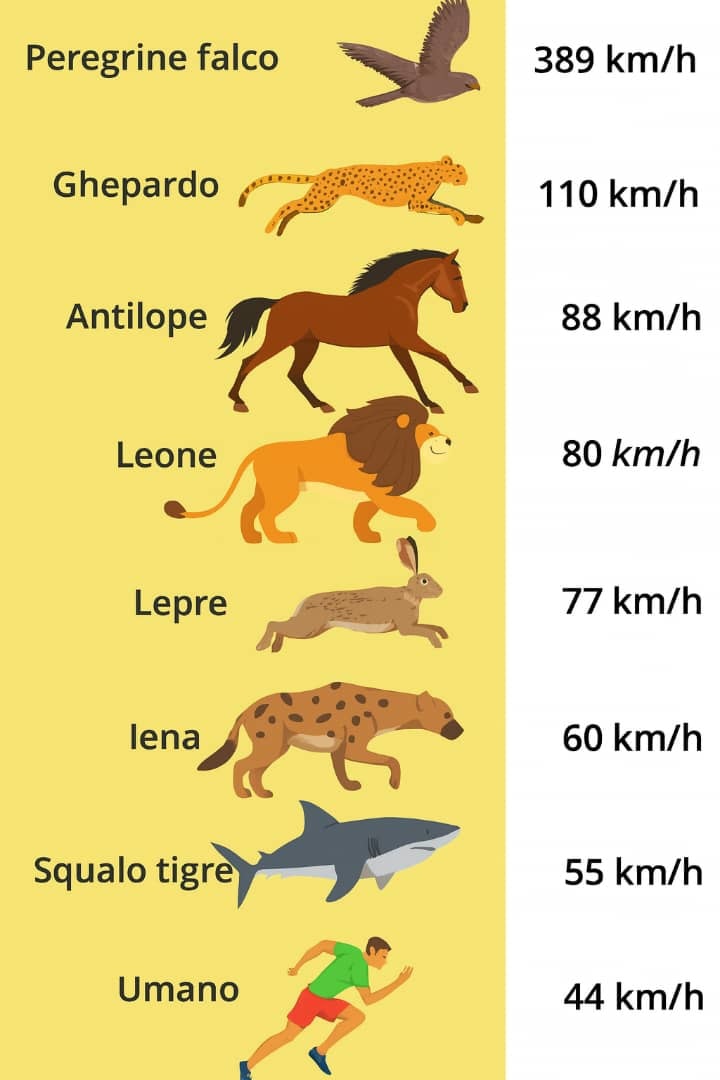 Gli Animali Più Veloci del Pianeta 

1 Falco Pellegrino  389 km/h
Il vero missile del cielo! In picchiata lascia tutti a bocca aperta e nessun piccione ha scampo.

2 Ghepardo  110 km/h
Re della terraferma: scatta come una Ferrari, ma dopo 30 secondi ha bisogno di una pausa caffè.

3 Antilope & Cavallo  88 km/h
Lantilope corre per salvare la pelle, il cavallo per vincere corse e cuori.

4 Leone  80 km/h
Il re della savana sì, ma solo per brevi tratti: non è un maratoneta, più tipo sprint e poi relax sotto lalbero.

5 Lepre  77 km/h
Piccola, tenera e imprendibile! Non a caso nei cartoni batte sempre la tartaruga tranne quando la trama dice il contrario.

6 Iena  60 km/h
Ride, corre e ti raggiunge: sottovalutarla è un errore.

7 Squalo Tigre  55 km/h
Silenzioso, veloce e affamato se sei un pesce, meglio cambiare direzione.

8 Uomo  44 km/h
Non il più veloce, ma grazie al cervello e alla resistenza, abbiamo vinto la gara evolutiva.