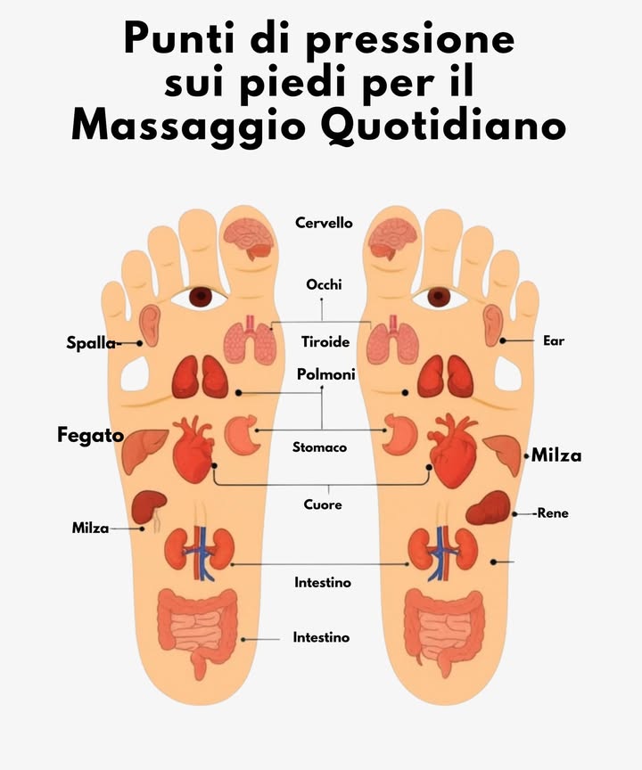 禮 Riflessologia Plantare: Mappa del Benessere 禮

1 Le punte delle dita sono collegate al cervello e agli occhi.
2 La parte centrale del piede riflette polmoni, tiroide, cuore e stomaco.
3 La zona inferiore è associata a intestino, reni, milza e fegato.
4 Il massaggio quotidiano di questi punti sostiene rilassamento e circolazione.
5 La pratica regolare aiuta a mantenere equilibrio energetico e benessere generale.

 Una tecnica naturale e accessibile per favorire salute e armonia
