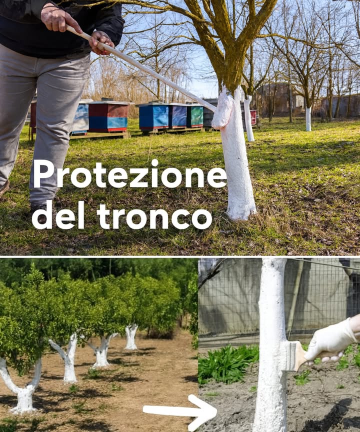 Proteggere il Tronco con la Pittura Bianca 

Hai visto quegli alberi con il tronco bianco? Non è per bellezza e nemmeno un nuovo trend estetico da giardino  Cè un motivo molto pratico!

1 Perché si fa
 Riflette i raggi del sole
 Riduce gli sbalzi di temperatura tra giorno e notte
 Evita scottature e crepe nella corteccia
 Limita funghi, insetti e rosicchiatori
Ottimo soprattutto per agrumi e giovani alberi da frutto.

2林 Cosa usare
 Calce idrata mescolata con acqua deve essere cremosa
 Facoltativi: un po di argilla o farina di roccia per farla aderire meglio
 Una punta di rame per una protezione antifungina extra
Si applica con un pennello dal colletto fino ai primi rami principali.

3 Quando applicarla
 Fine autunno o pieno inverno, con tempo asciutto
 Puoi fare un ritocco a fine inverno se le piogge lhanno lavata via
Ammetto: la prima volta ho scelto un giorno umido risultato? Mezza pianta dipinta per terra 

4蝹 Piccolo gesto prima di iniziare
 Spazzola leggermente la corteccia per togliere muschi e parti morte
La miscela prenderà meglio e la pianta respirerà di più.

 Risultato
Un tronco più sano, meno problemi in primavera e una pianta più forte nel tempo.
Un piccolo gesto grande protezione!