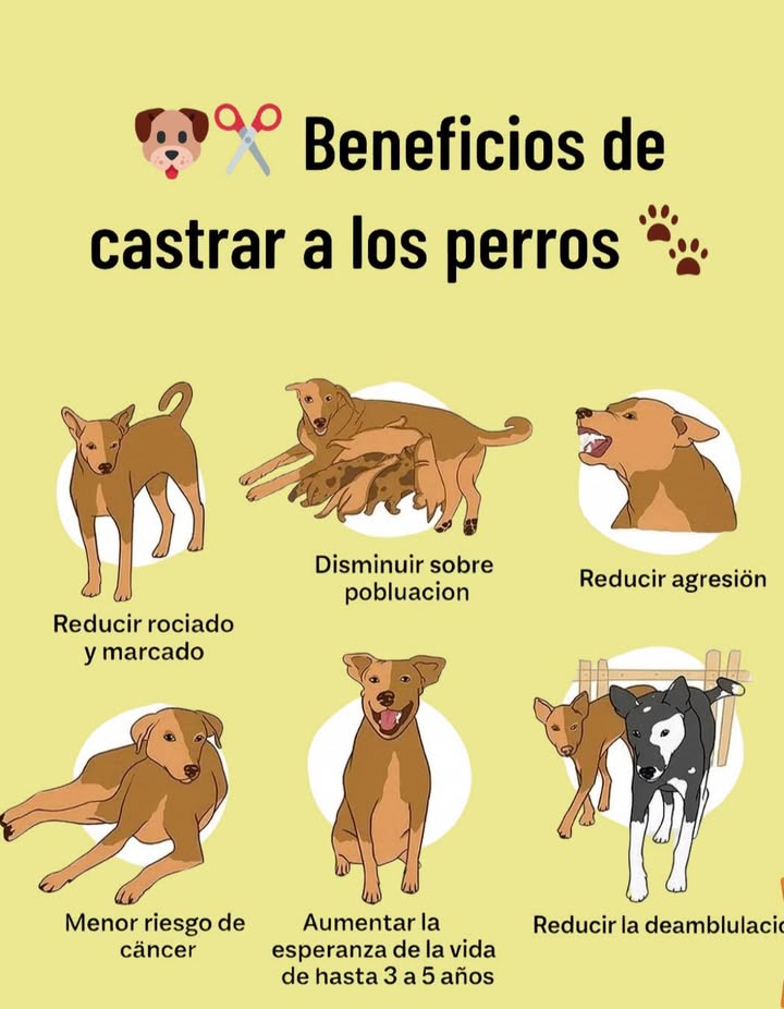 Beneficios de castrar a los perros 

1 Reducir rociado y marcado  Menos orina para marcar territorio.
2 Disminuir la sobrepoblación  Ayuda a evitar camadas no deseadas.
3 Reducir agresión  Mejora la convivencia con otros perros y personas.
4 Menor riesgo de cáncer  Disminuye la probabilidad de ciertos tumores.
5 Aumentar la esperanza de vida  Hasta 3 a 5 años más.
6 Reducir la deambulación  Menos riesgo de que se escape o se pierda.

 Una decisión responsable que mejora la salud y seguridad de tu mascota